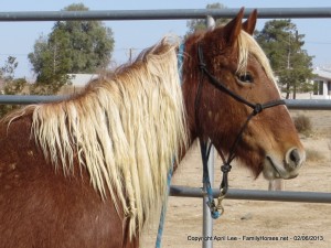 Foxy - BLM Mustang Mare for Adoption