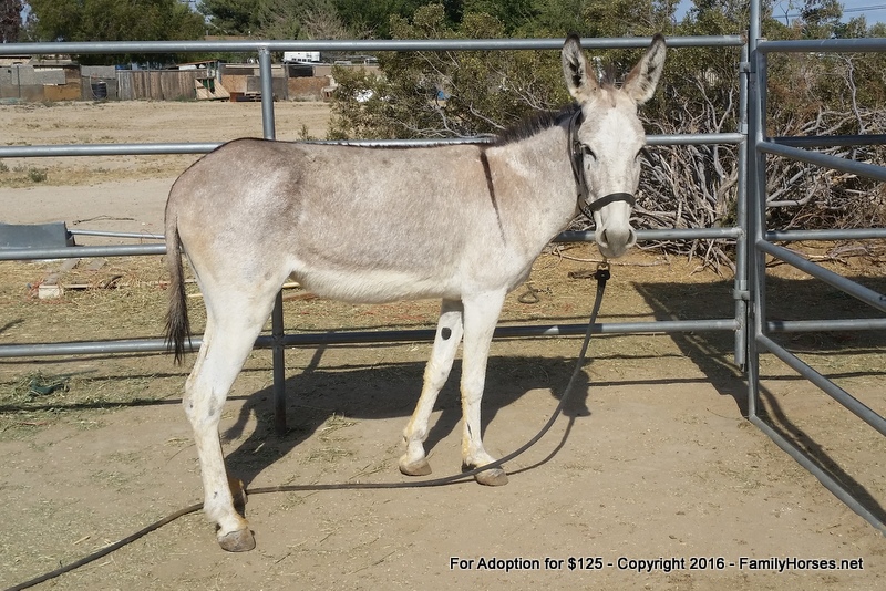 BLM Burro Available for Adoption