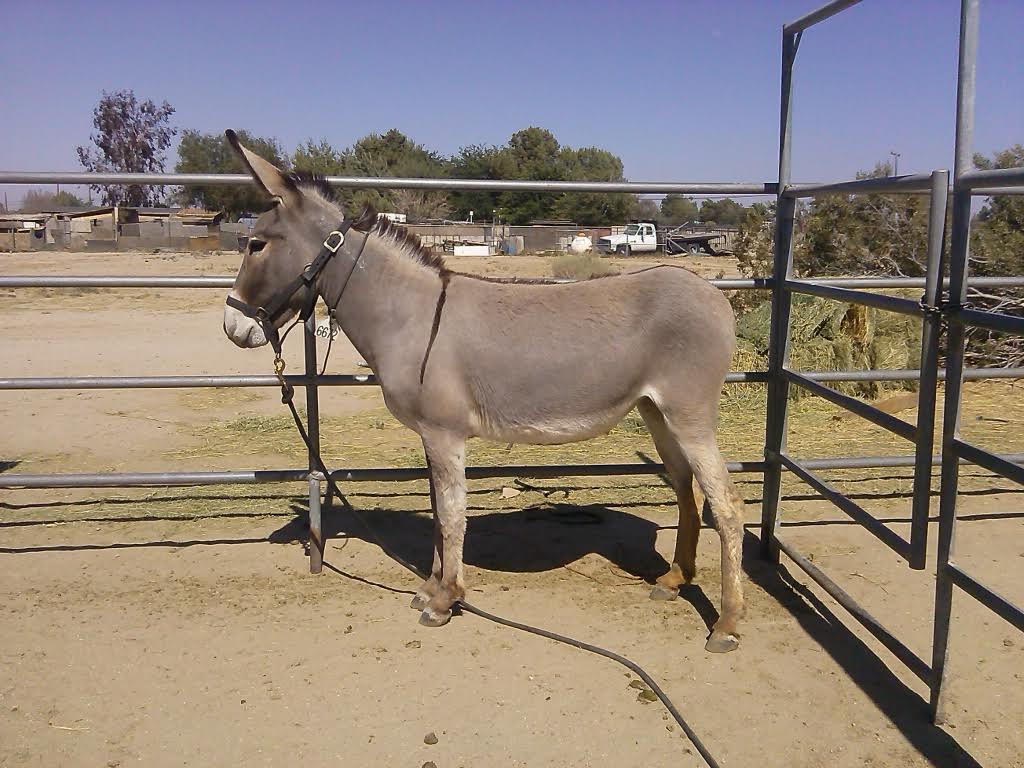BLM Burro Available for Adoption